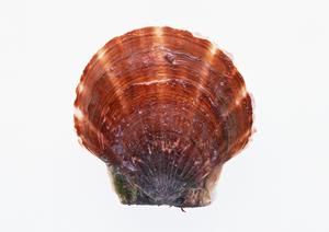 新井薬師前で焼き鳥が美味しいお店